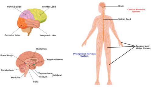 Khởi mở bí mật chống lão hóa với Weizi Medical: Một kỷ nguyên mới về sức khỏe và tuổi thọ